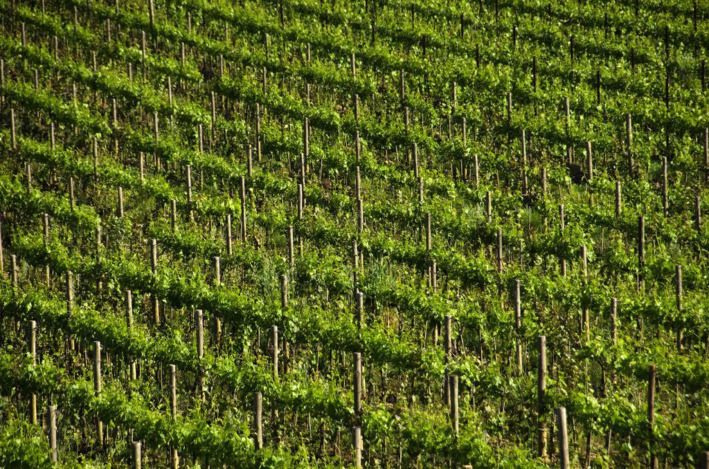 Agriturismo Poggio Bonelli Castelnuovo Berardenga Exteriör bild